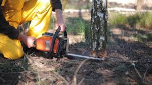 How Our Tree Care Process Works  in  Leoti, KS