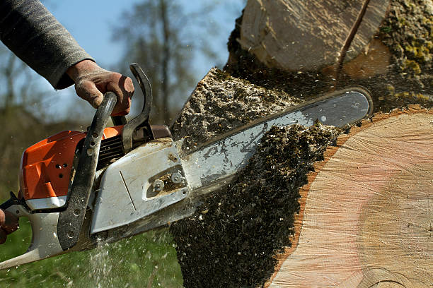 Tree and Shrub Care in Leoti, KS